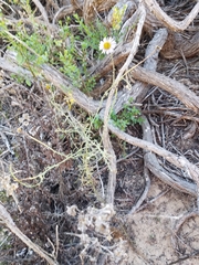 Erigeron blochmaniae