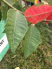 Euphorbia pulcherrima