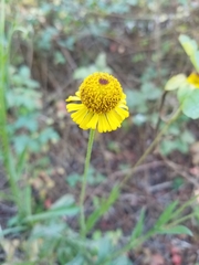 Helenium puberulum
