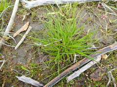 Juncus caespiticius