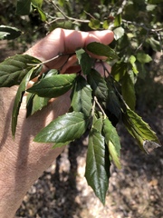 Aphananthe philippinensis