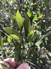 Aphananthe philippinensis