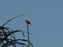 Pycnonotus sinensis sinensis