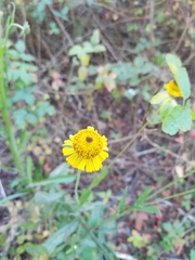 Helenium puberulum