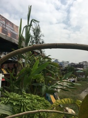 Euphorbia pulcherrima