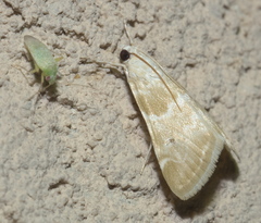 Hellula rogatalis