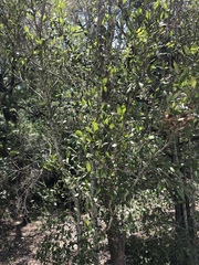 Aphananthe philippinensis