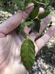 Aphananthe philippinensis