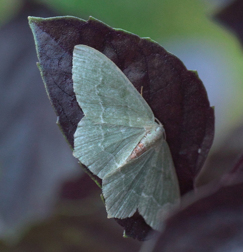 Common Emerald photo 5