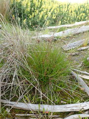 Juncus caespiticius