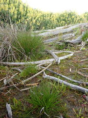 Juncus caespiticius