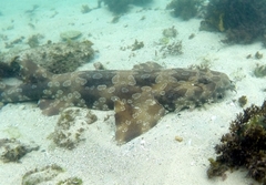 Spotted Wobbegong photo 2