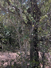 Aphananthe philippinensis