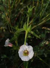 Centranthera indica