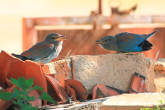 Coracias garrulus garrulus
