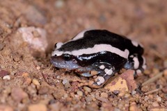 Phrynomantis bifasciatus