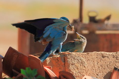 Coracias garrulus garrulus