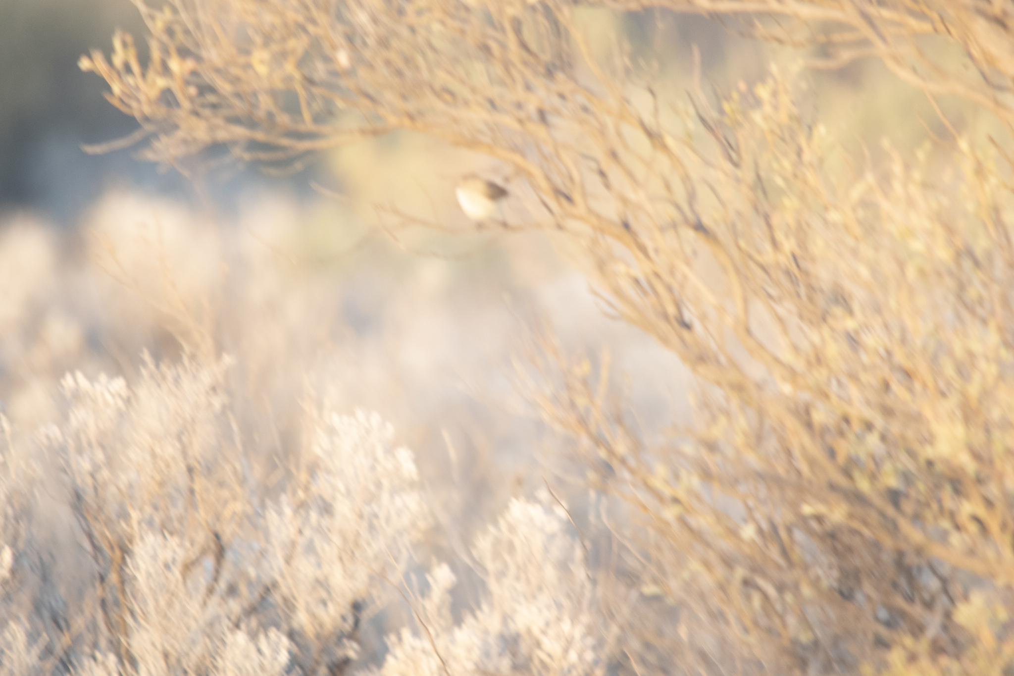 Slender-billed Thornbill (Acanthiza iredalei), photo 9