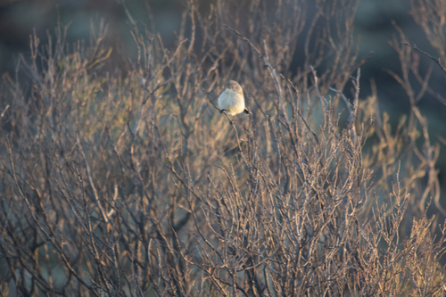 Slender-billed Thornbill (Acanthiza iredalei)