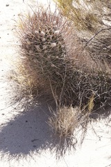 Echinopsis leucantha