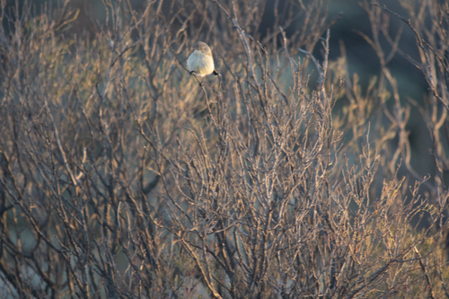Slender-billed Thornbill (Acanthiza iredalei), photo 2