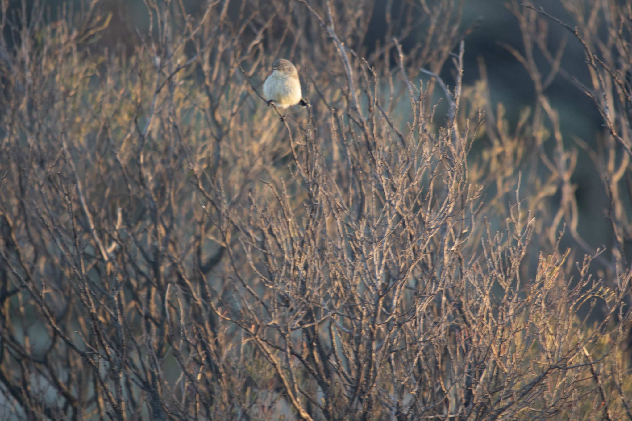 Slender-billed Thornbill (Acanthiza iredalei), photo 2