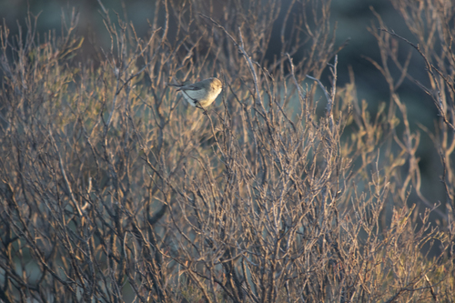 Slender-billed Thornbill (Acanthiza iredalei), photo 7
