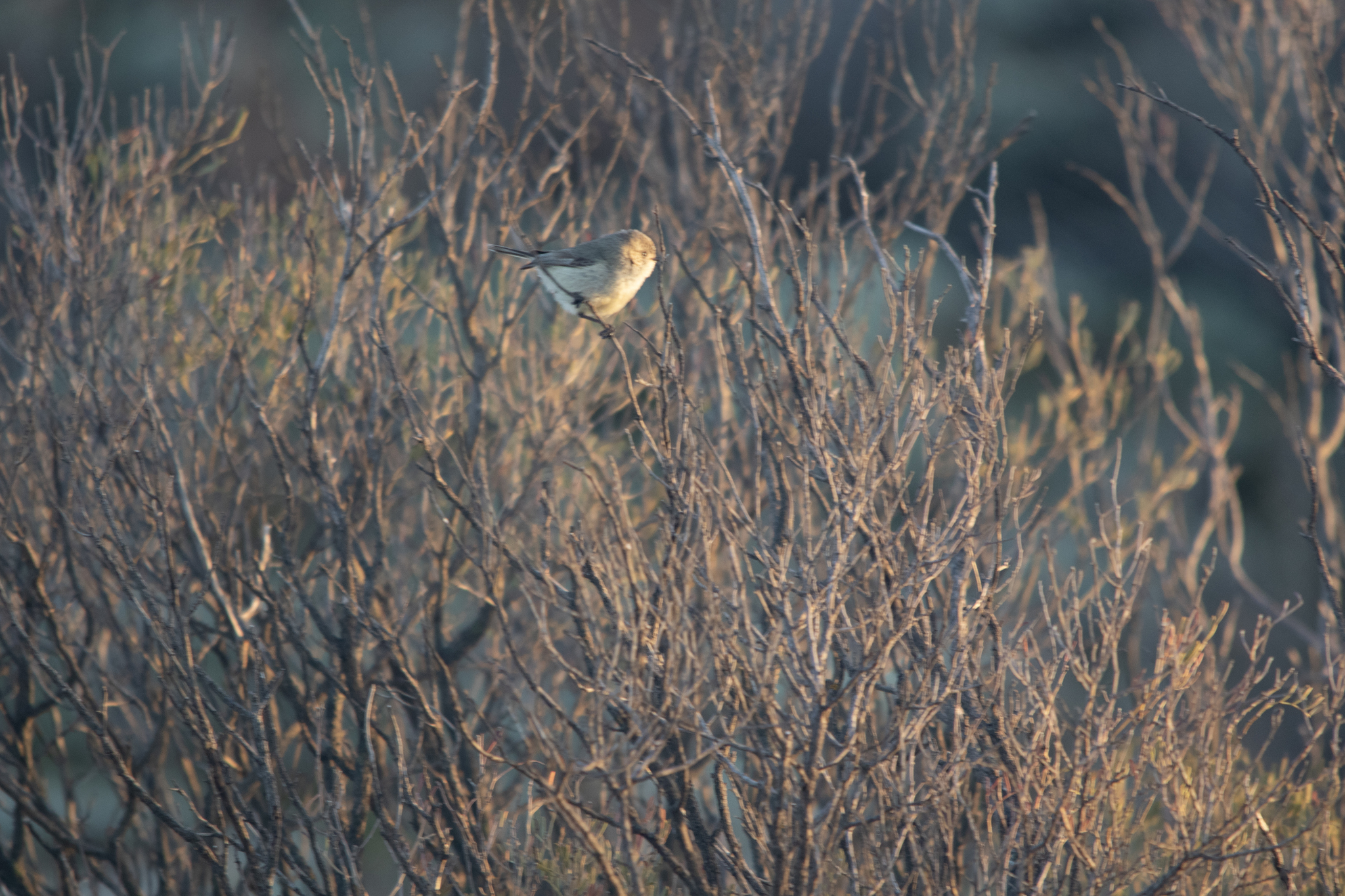 Slender-billed Thornbill (Acanthiza iredalei), photo 7