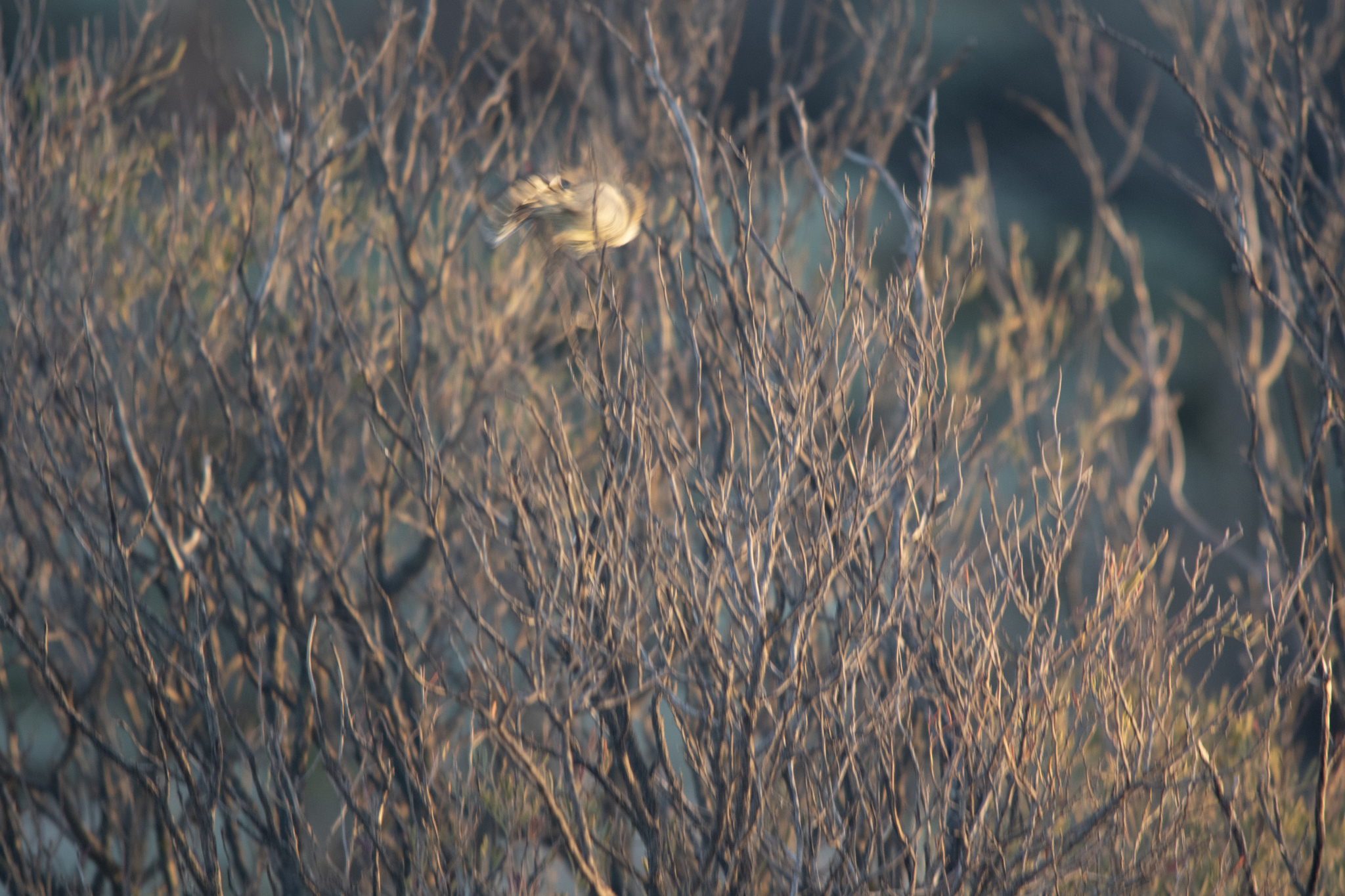 Slender-billed Thornbill (Acanthiza iredalei), photo 8