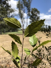 Aphananthe philippinensis