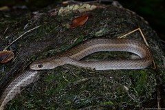 Psammophis brevirostris