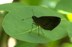 Synapte malitiosa