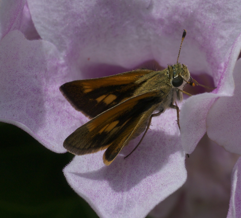 Baracoa skipper
