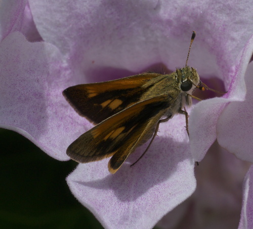 Baracoa skipper