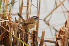 Acrocephalus melanopogon