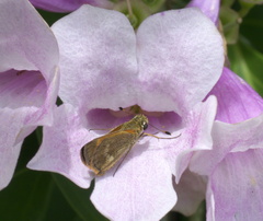 Hesperiinae