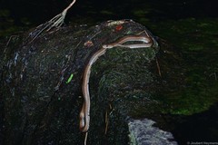 Psammophis brevirostris