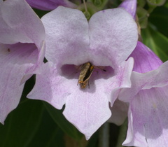 Hesperiinae