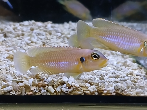 Oogvlek-schelpcichlide (Lamprologus ocellatus) — Cichlidae — 5