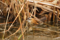 Acrocephalus melanopogon