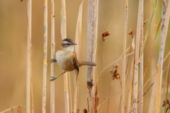 Acrocephalus melanopogon