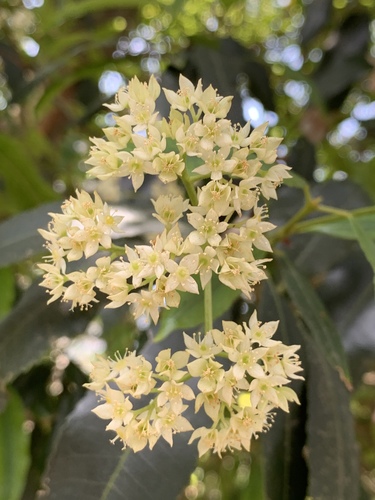 Ceratopetalum apetalum D.Don