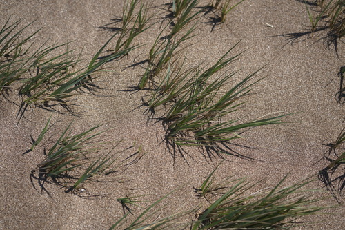 Sporobolus virginicus observed 2019-08-19