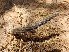 Pterocactus tuberosus