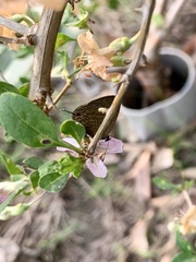 Jamides bochus formosanus