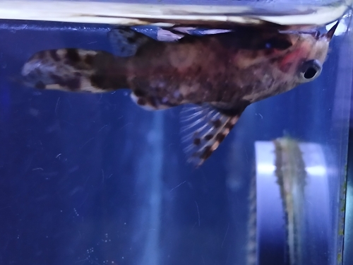 Upside-down catfish (Synodontis nigriventris) — Mochokidae — 3