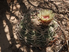 Gymnocalycium pugionacanthum