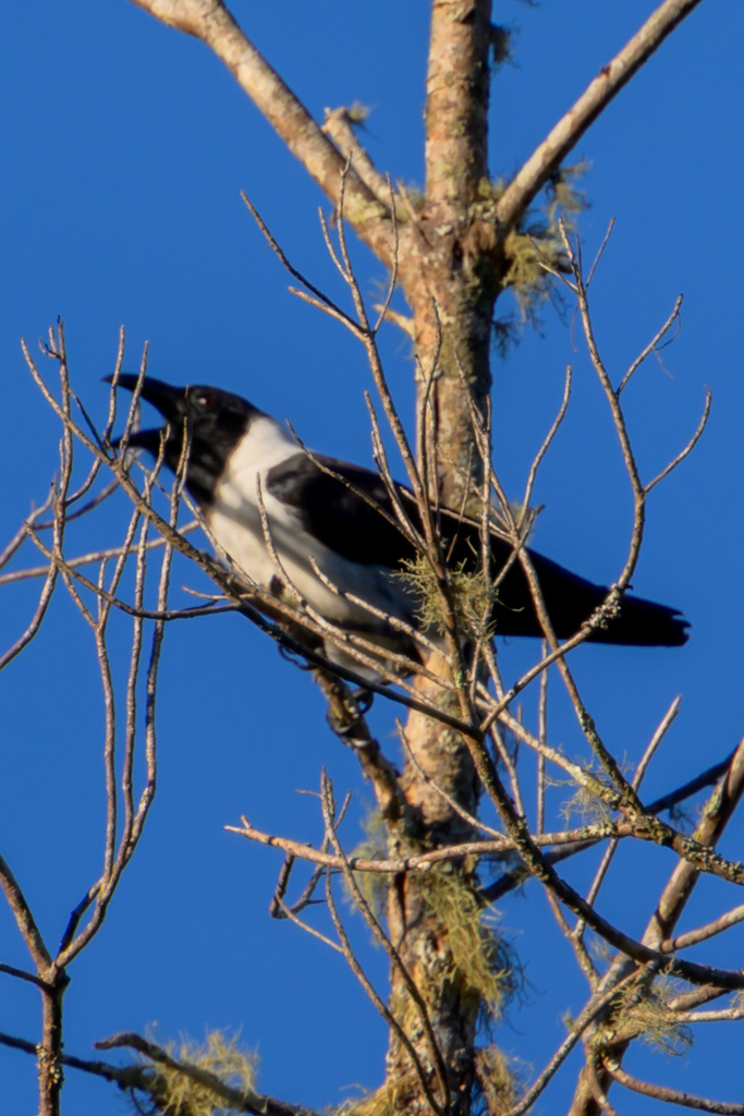 Gagak sulawesi (Corvus typicus)
