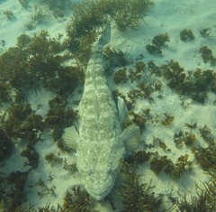 Platycephalus fuscus