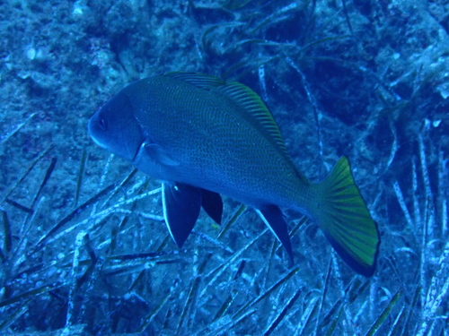 Sciaena umbra